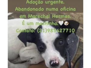 Cachorro raça Srd idade Abaixo de 2 meses nome Sem nome