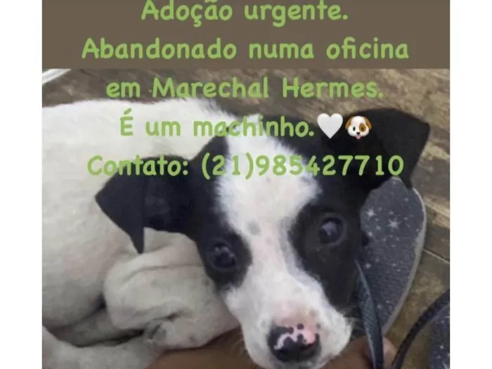 Cachorro ra a Srd idade Abaixo de 2 meses nome Sem nome
