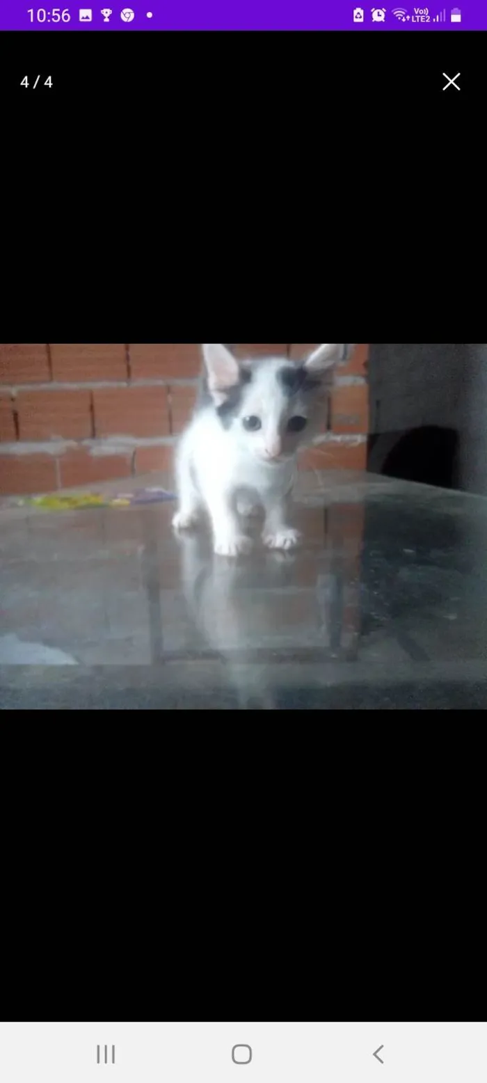 Gato ra a SRD-ViraLata idade 2 a 6 meses nome Snow,Ceci,Nico, Leon