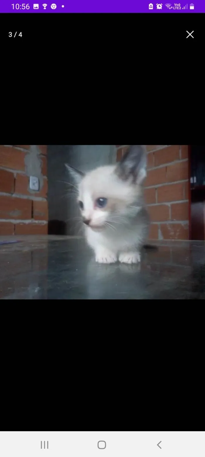 Gato ra a SRD-ViraLata idade 2 a 6 meses nome Snow,Ceci,Nico, Leon