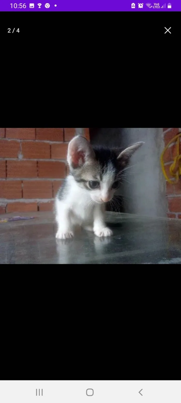 Gato ra a SRD-ViraLata idade 2 a 6 meses nome Snow,Ceci,Nico, Leon