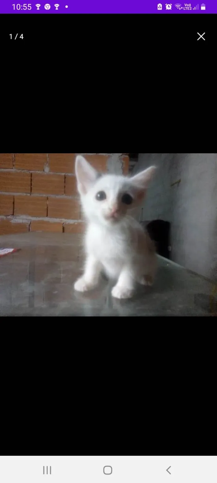 Gato ra a SRD-ViraLata idade 2 a 6 meses nome Snow,Ceci,Nico, Leon