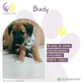 Buddy