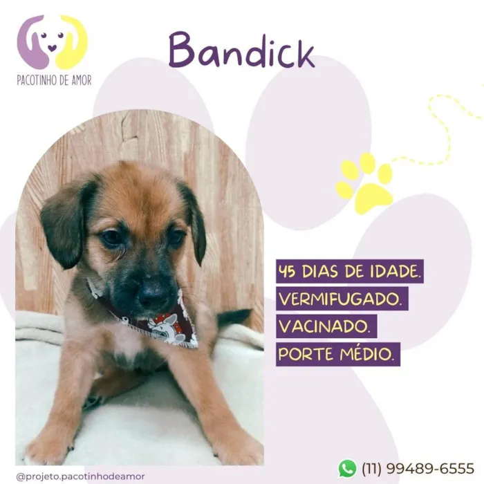 Cachorro ra a SRD-ViraLata idade Abaixo de 2 meses nome Bandick