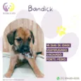 Bandick