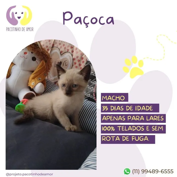 Gato ra a SRD-ViraLata idade Abaixo de 2 meses nome Paçoca 