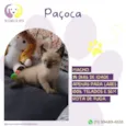 Paçoca