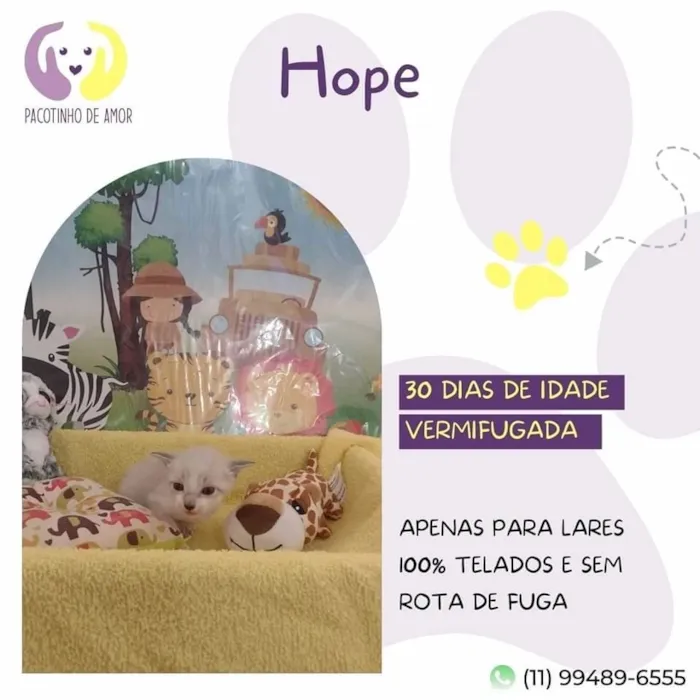 Gato ra a SRD-ViraLata idade Abaixo de 2 meses nome Hope