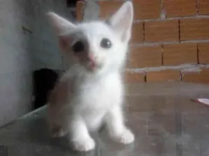 Gato raça SRD-ViraLata idade 2 a 6 meses nome Snow,Ceci,Nico, Leon