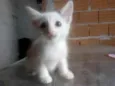 Snow,Ceci,Nico, Leon