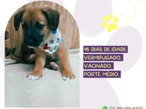 Cachorro raça SRD-ViraLata idade Abaixo de 2 meses nome Buddy