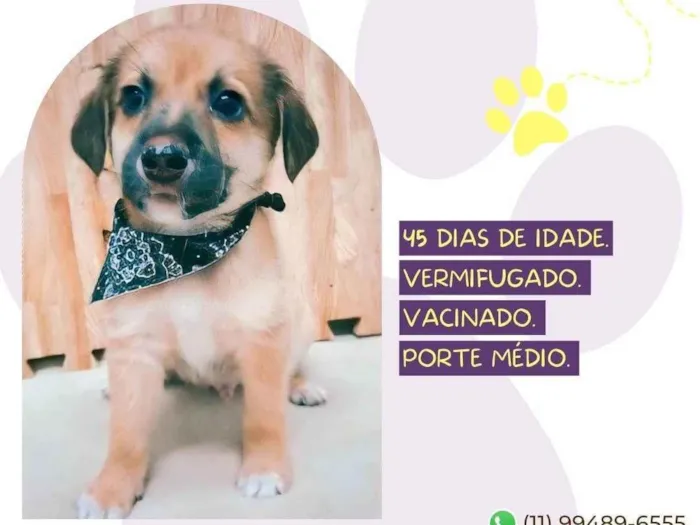 Cachorro ra a SRD-ViraLata idade Abaixo de 2 meses nome Duque