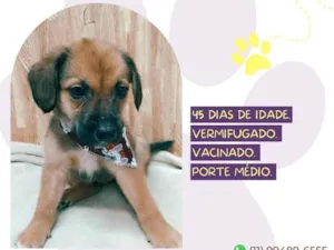 Cachorro raça SRD-ViraLata idade Abaixo de 2 meses nome Bandick