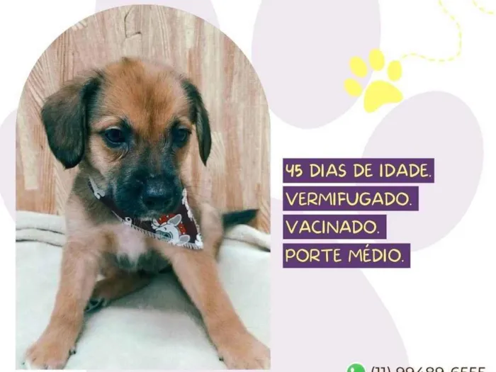 Cachorro ra a SRD-ViraLata idade Abaixo de 2 meses nome Bandick