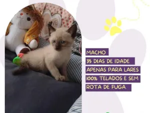 Gato raça SRD-ViraLata idade Abaixo de 2 meses nome Paçoca 