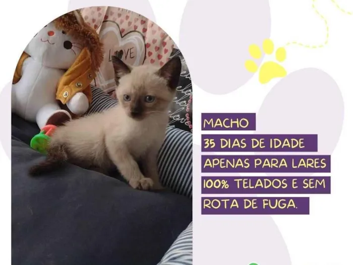 Gato ra a SRD-ViraLata idade Abaixo de 2 meses nome Paçoca 