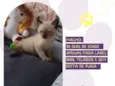Paçoca