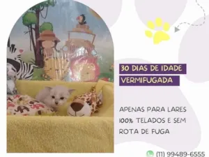 Gato raça SRD-ViraLata idade Abaixo de 2 meses nome Hope