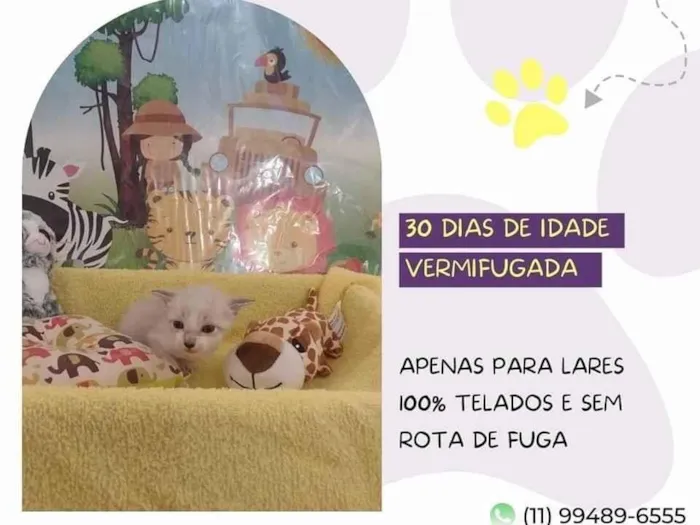 Gato ra a SRD-ViraLata idade Abaixo de 2 meses nome Hope