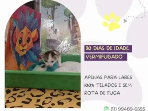 Gato raça SRD-ViraLata idade Abaixo de 2 meses nome Chicco