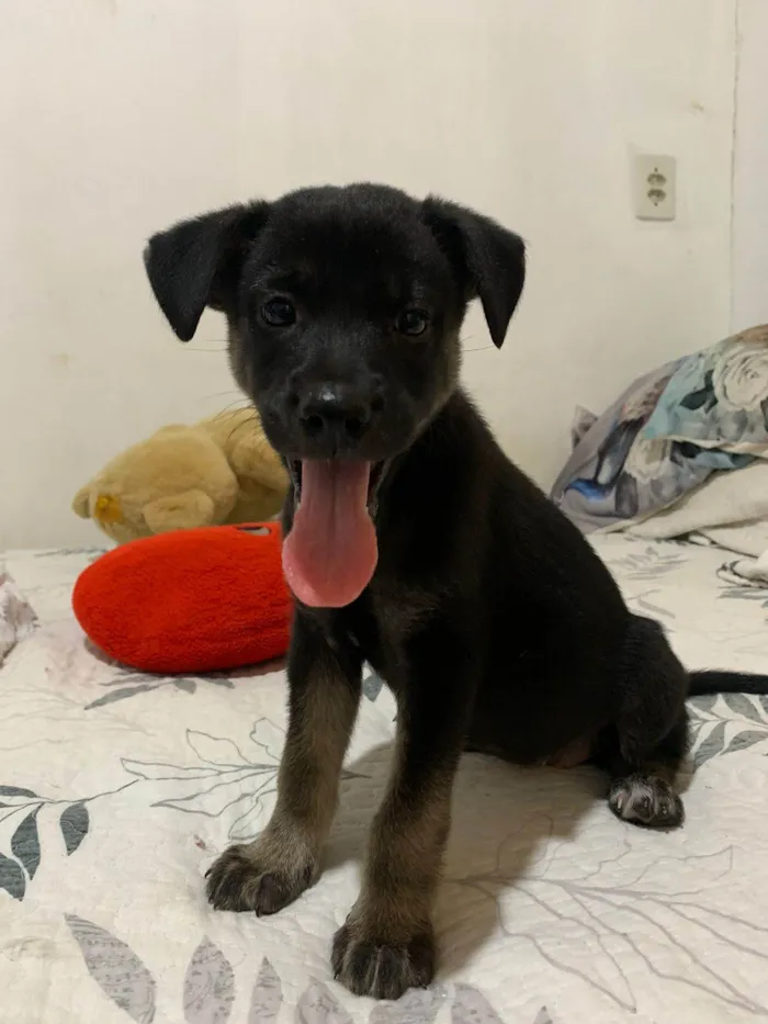 Cachorro ra a SRD-ViraLata idade 2 a 6 meses nome MEG