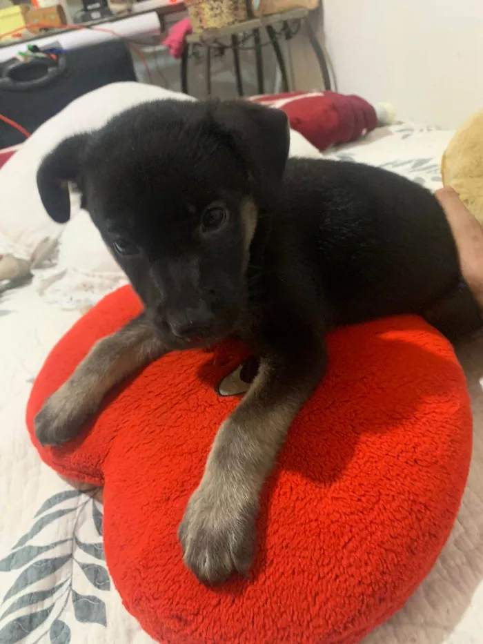 Cachorro ra a SRD-ViraLata idade 2 a 6 meses nome MEG