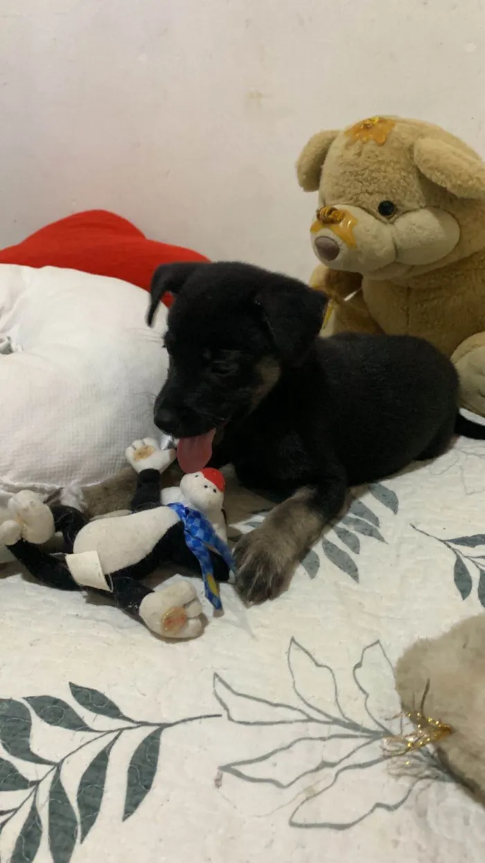 Cachorro ra a SRD-ViraLata idade 2 a 6 meses nome MEG