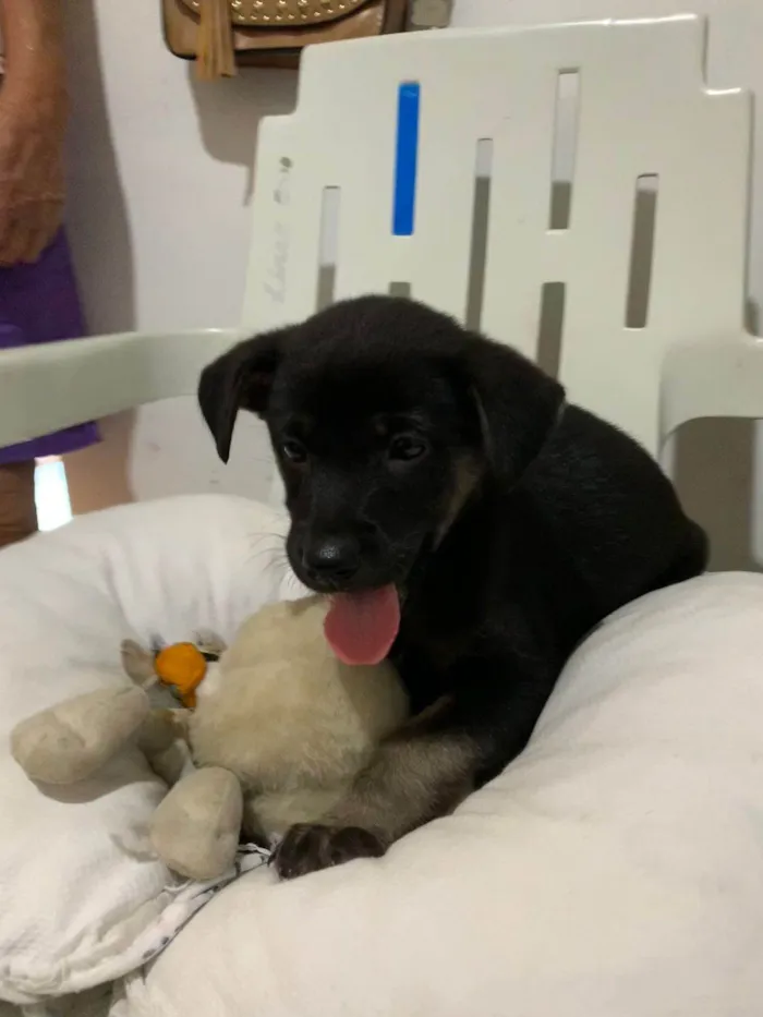 Cachorro ra a SRD-ViraLata idade 2 a 6 meses nome MEG