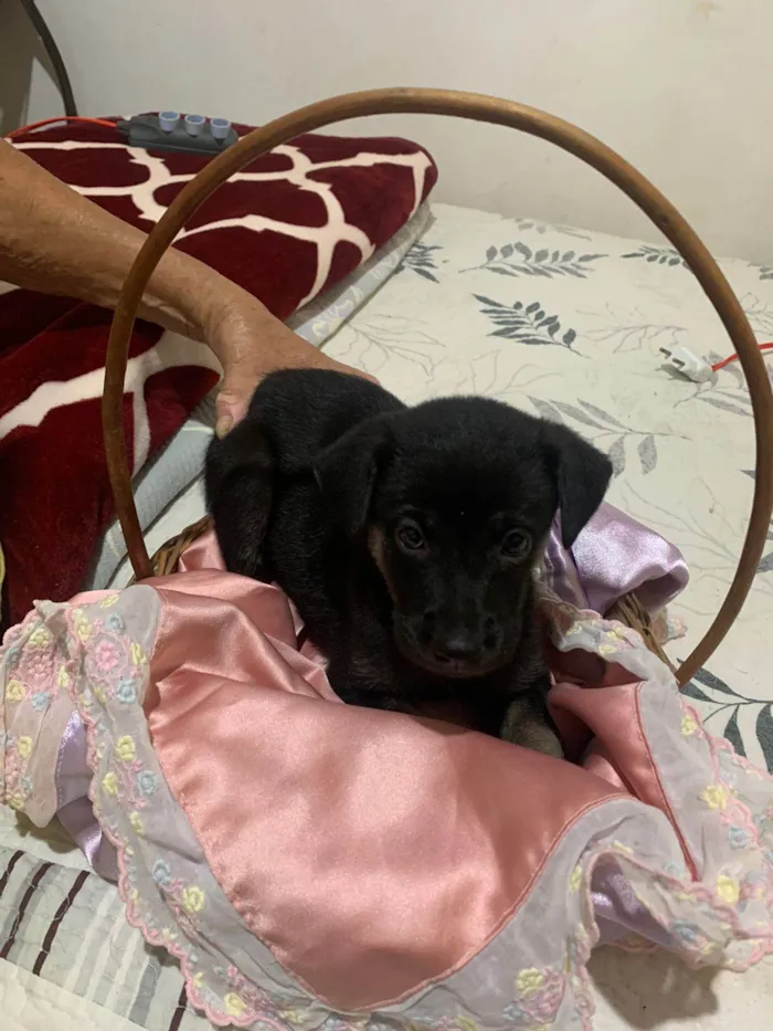 Cachorro ra a SRD-ViraLata idade 2 a 6 meses nome MEG