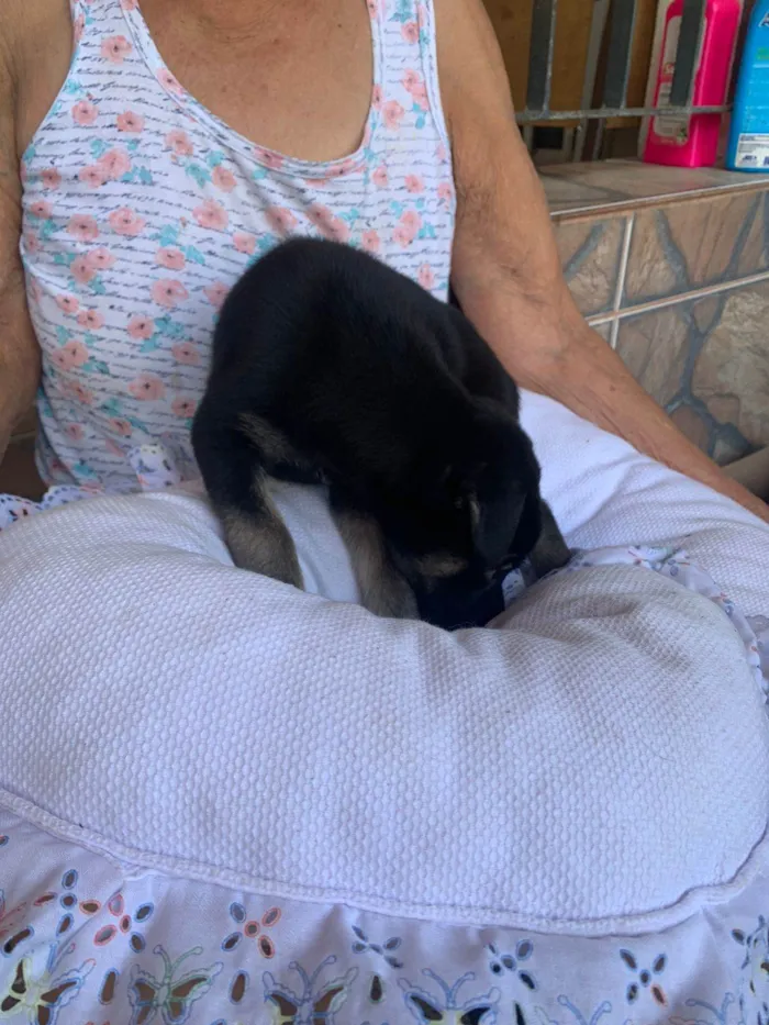 Cachorro ra a SRD-ViraLata idade 2 a 6 meses nome MEG
