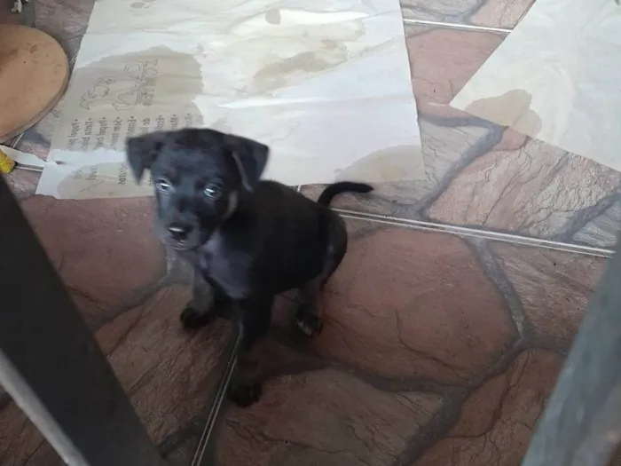 Cachorro ra a SRD-ViraLata idade 2 a 6 meses nome MEG