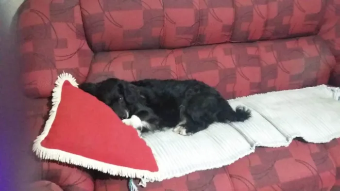 Cachorro ra a Não tem idade 6 ou mais anos nome Nupi