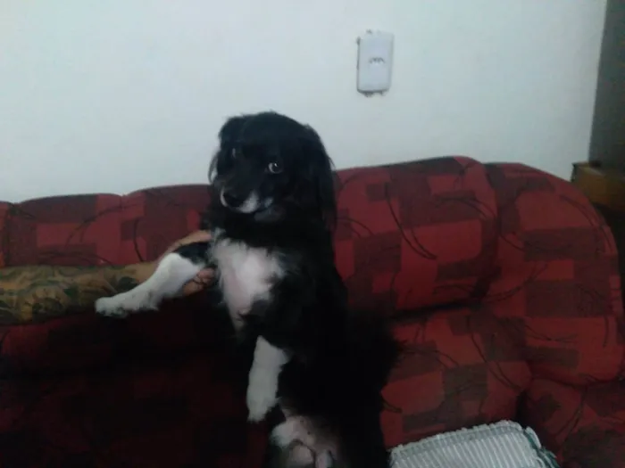 Cachorro ra a Não tem idade 6 ou mais anos nome Nupi