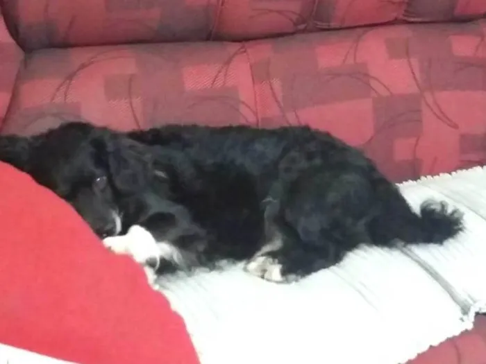 Cachorro ra a Não tem idade 6 ou mais anos nome Nupi