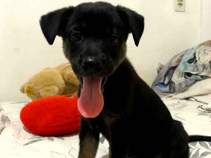 Cachorro ra a SRD-ViraLata idade 2 a 6 meses nome MEG