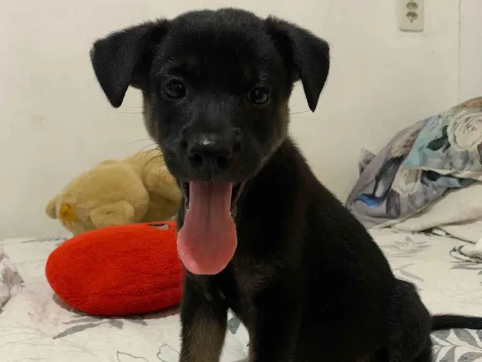 Cachorro ra a SRD-ViraLata idade 2 a 6 meses nome MEG