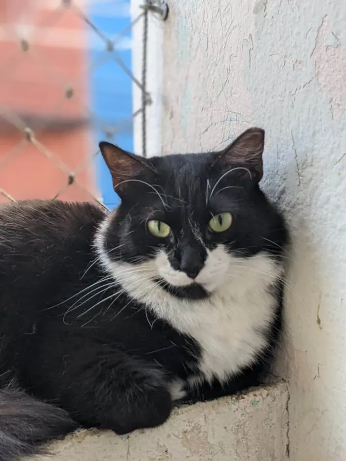 Gato ra a SRD-ViraLata idade 2 anos nome GRATIFICA - Dom