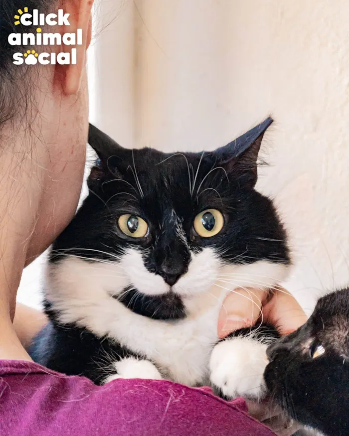 Gato ra a SRD-ViraLata idade 2 anos nome GRATIFICA - Dom