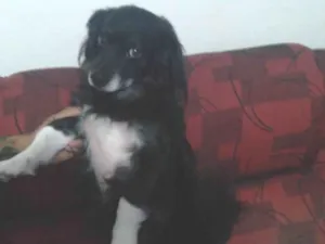 Cachorro raça Não tem idade 6 ou mais anos nome Nupi