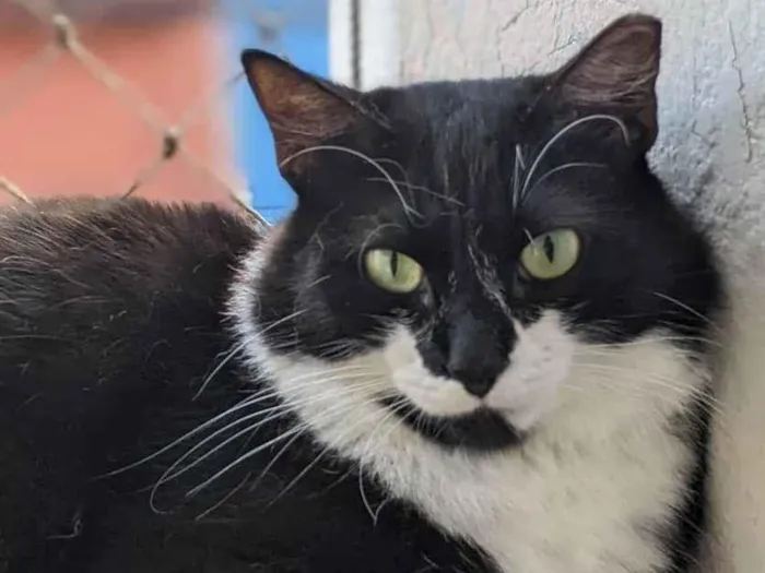Gato ra a SRD-ViraLata idade 2 anos nome GRATIFICA - Dom