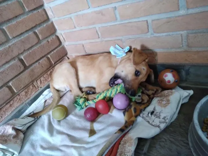 Cachorro ra a SRD idade 2 a 6 meses nome PINGO