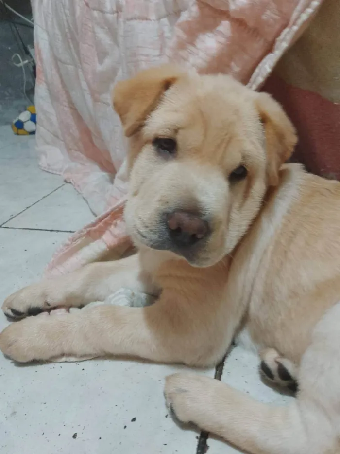 Cachorro ra a SRD-ViraLata idade 2 a 6 meses nome Kogan 