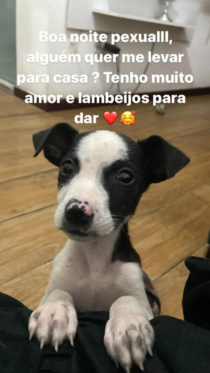 Cachorro ra a Sem raça definida  idade 2 a 6 meses nome Tuti 