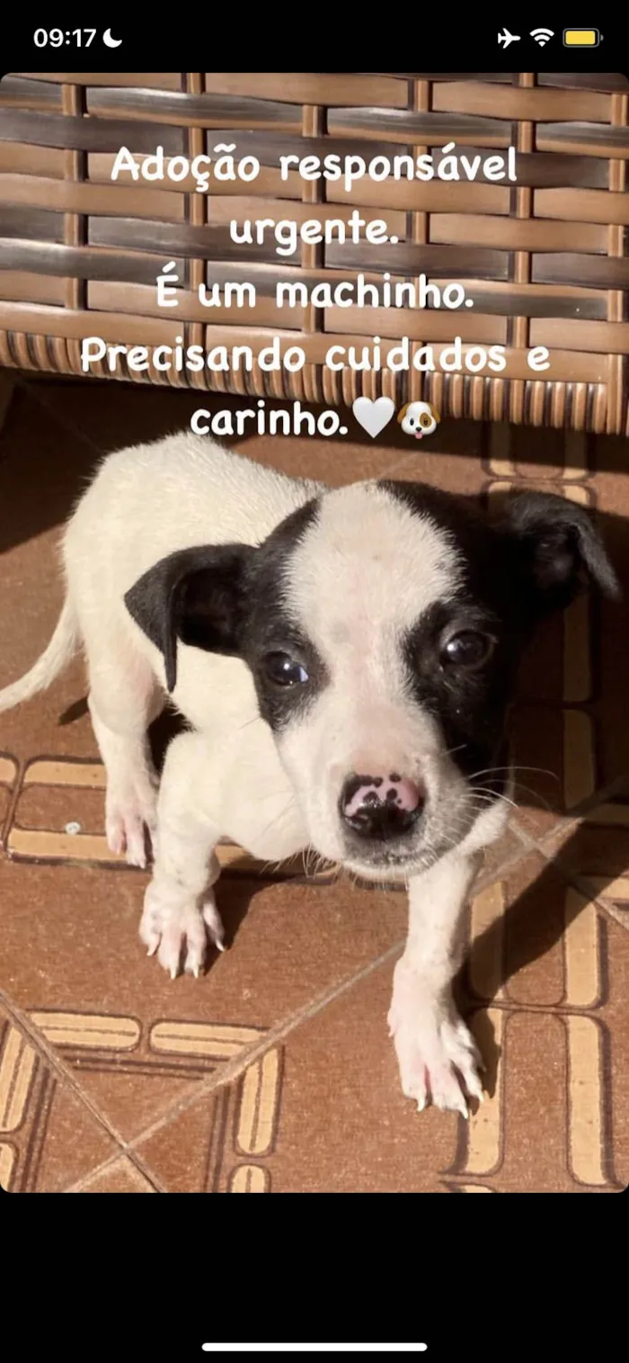 Cachorro ra a Sem raça definida  idade 2 a 6 meses nome Tuti 