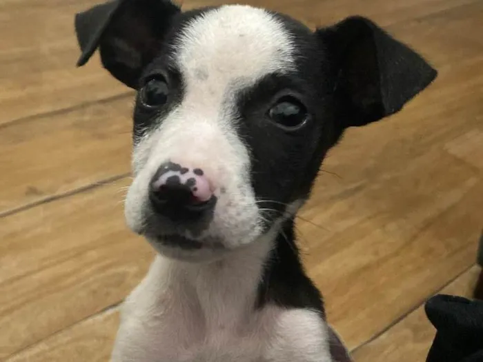 Cachorro ra a Sem raça definida  idade 2 a 6 meses nome Tuti 