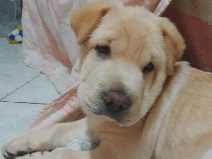 Cachorro ra a SRD-ViraLata idade 2 a 6 meses nome Kogan 