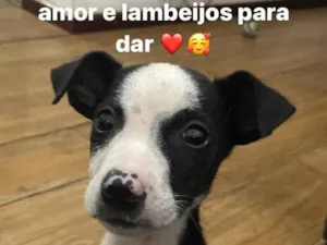 Cachorro raça Sem raça definida  idade 2 a 6 meses nome Tuti 