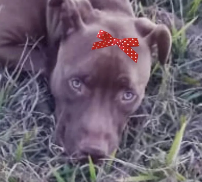 Cachorro ra a Pitbull  idade 1 ano nome Mel