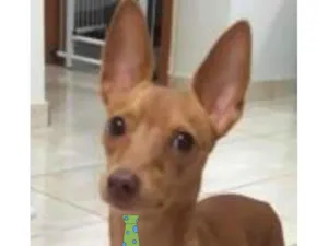 Cachorro raça Pinscher  idade 2 anos nome Pingo 