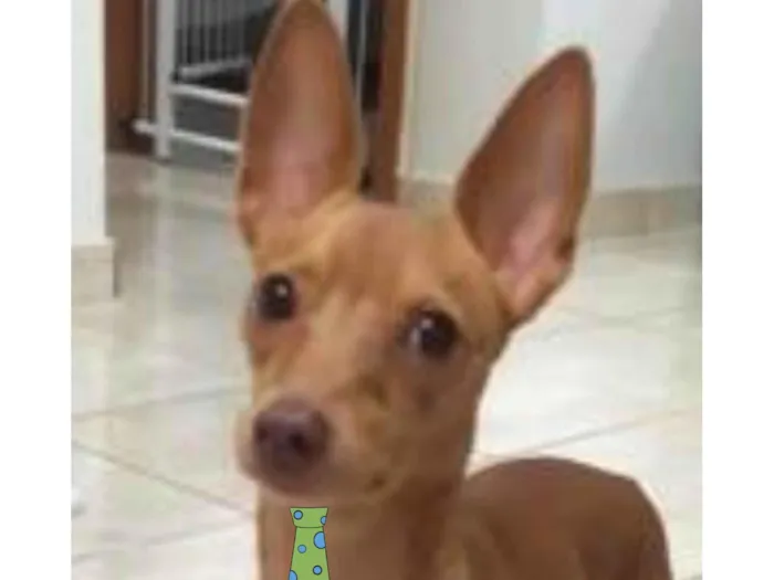 Cachorro ra a Pinscher  idade 2 anos nome Pingo 